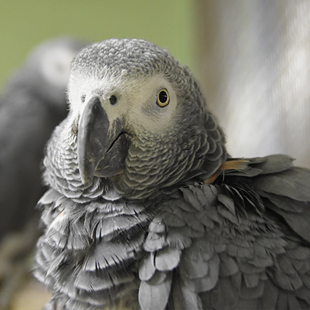 African Grey Parrot
