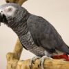 African Grey Parrot