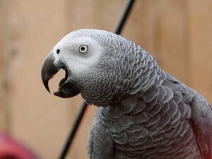 African Grey Parrot
