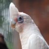 Bare-Eyed Cockatoo