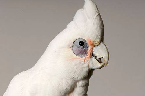 Bare-Eyed Cockatoo