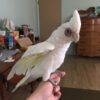 Bare-Eyed Cockatoo