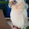 Bare-Eyed Cockatoo