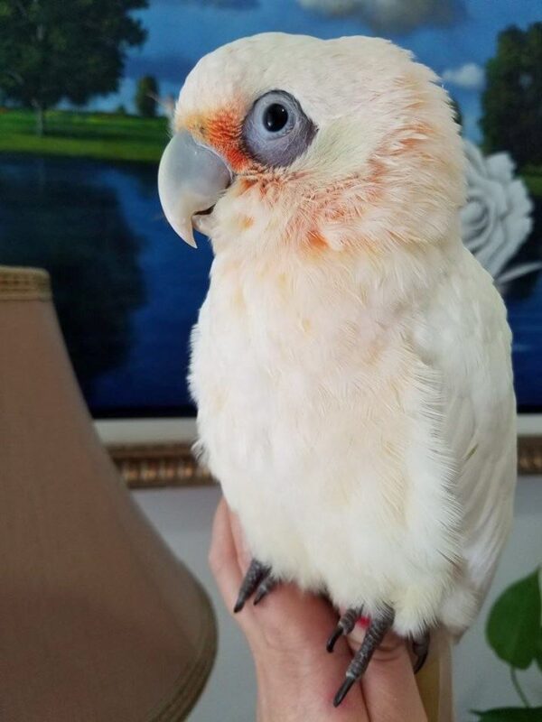 Bare-Eyed Cockatoo