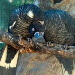 Baudins Black Cockatoo