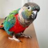 Black Capped Conure