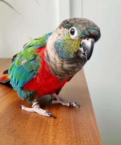Black Capped Conure