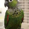 Black Capped Conure