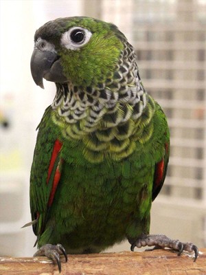 Black-Capped-Conure-3 Black Capped Conure