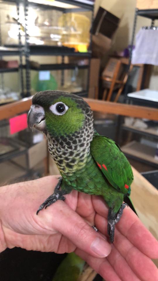 Black Capped Conure