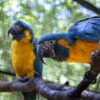 Blue Throated Macaw
