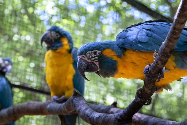 Blue Throated Macaw