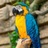 Blue Throated Macaw