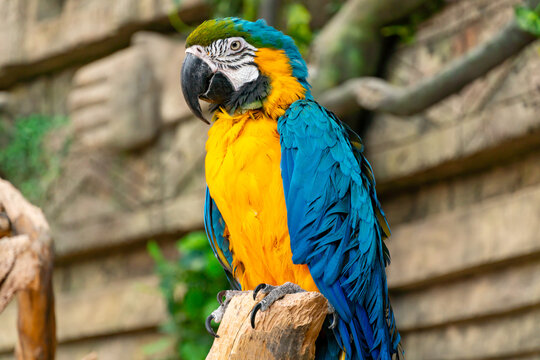 Blue Throated Macaw