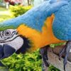 Blue and Gold Macaw