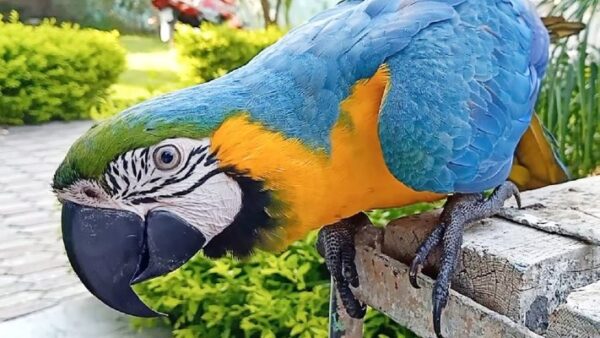 Blue and Gold Macaw