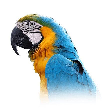Blue and Gold Macaw