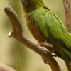 Gold Capped Conure