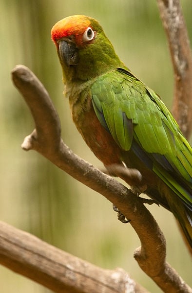 Gold Capped Conure