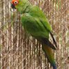Gold Capped Conure