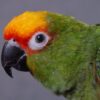Gold Capped Conure