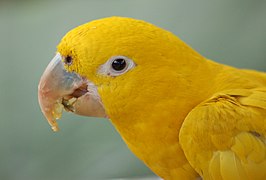 Golden Conure