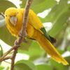 Golden Conure