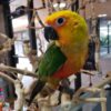 Jenday Conure