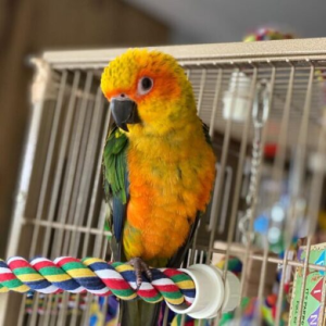 Jenday Conure