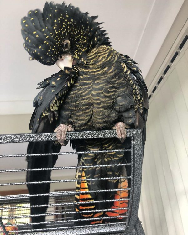 Red Tailed Black Cockatoo