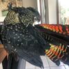 Red Tailed Black Cockatoo