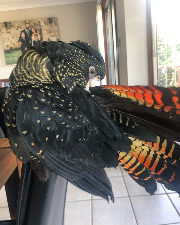 Red Tailed Black Cockatoo