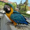 Blue & Gold Macaw Baby