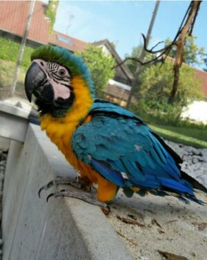 Screenshot_20251026-184018_Instagram Blue & Gold Macaw Baby