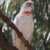 Slender Billed Cockatoo