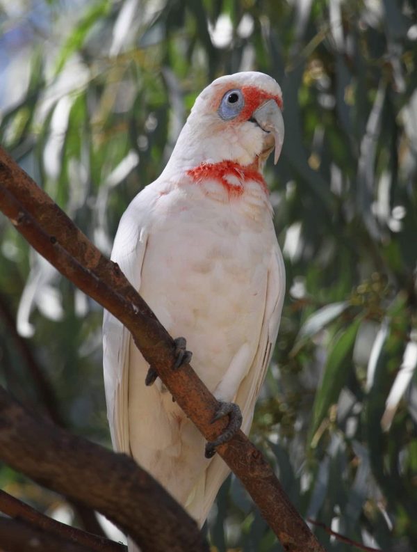 Slender Billed Cockatoo