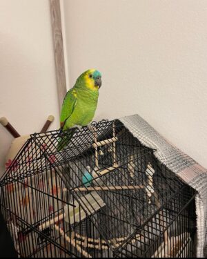 4-Month-Old Female Amazon Parrot