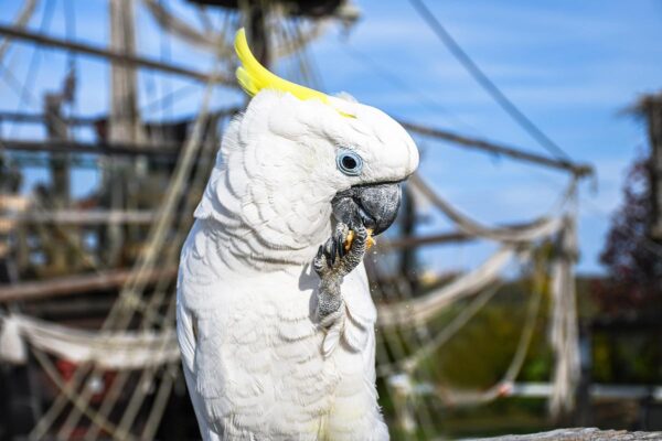 Yellow crested Cockatoo eating cracker on pirate boat Male Sulphur-Crested Cockatoo