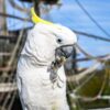 Yellow crested Cockatoo eating cracker on pirate boat Sulphur Crested Cockatoo