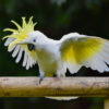 Cacatua galerita or cockie with wings spread wide Sulphur Crested Cockatoo