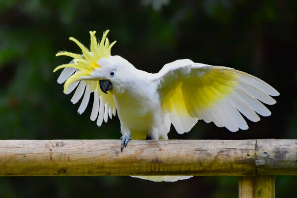 Cacatua galerita or cockie with wings spread wide Sulphur Crested Cockatoo