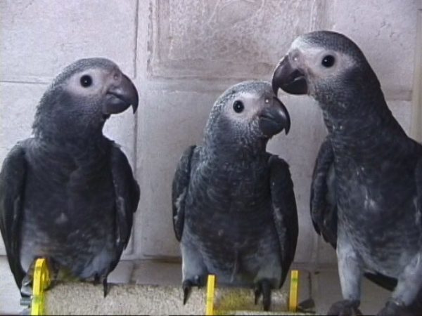 Timneh African Grey Parrot