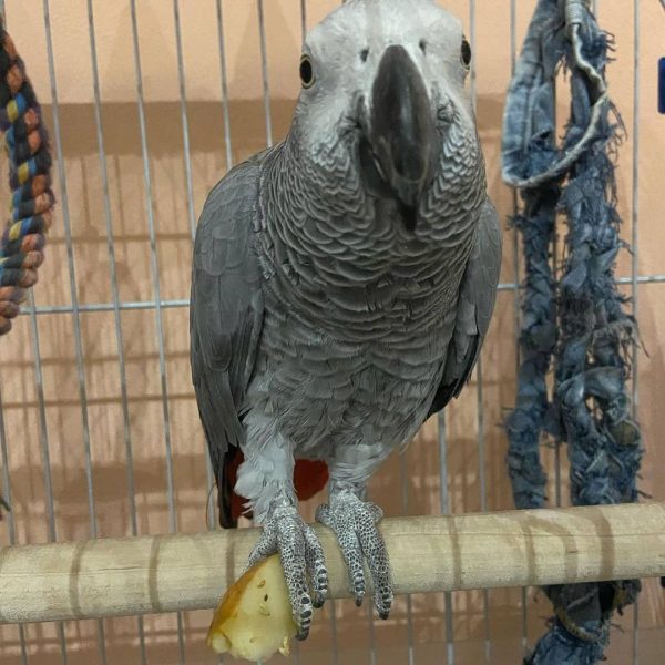 Timneh African Grey Parrot