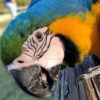 Blue and Gold Macaws for Sale – Male & Female