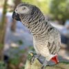 african_grey_45_245105242_267743521768051_4763589849640120491_n African grey
