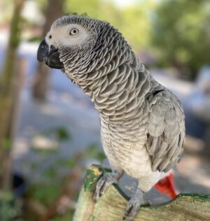 African grey