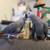 Paire of friendly female african grey parrots
