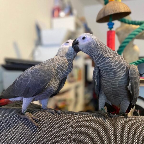 Paire of friendly female african grey parrots