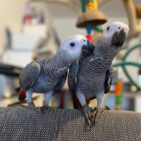 Bonded African Greys Parrots for sale