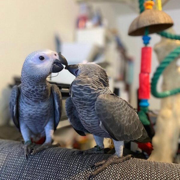 Bonded African Greys Parrots for sale